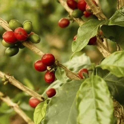 Dallis Bros. Coffee "Unisphere Blend" Medium Roasted Fair Trade Organic Whole Bean Coffee - 12 Oz Bag 2 Dallis Bros. Coffee "Unisphere Blend" Medium Roasted Fair Trade Organic Whole Bean Coffee - 12 Oz Bag - Image 2